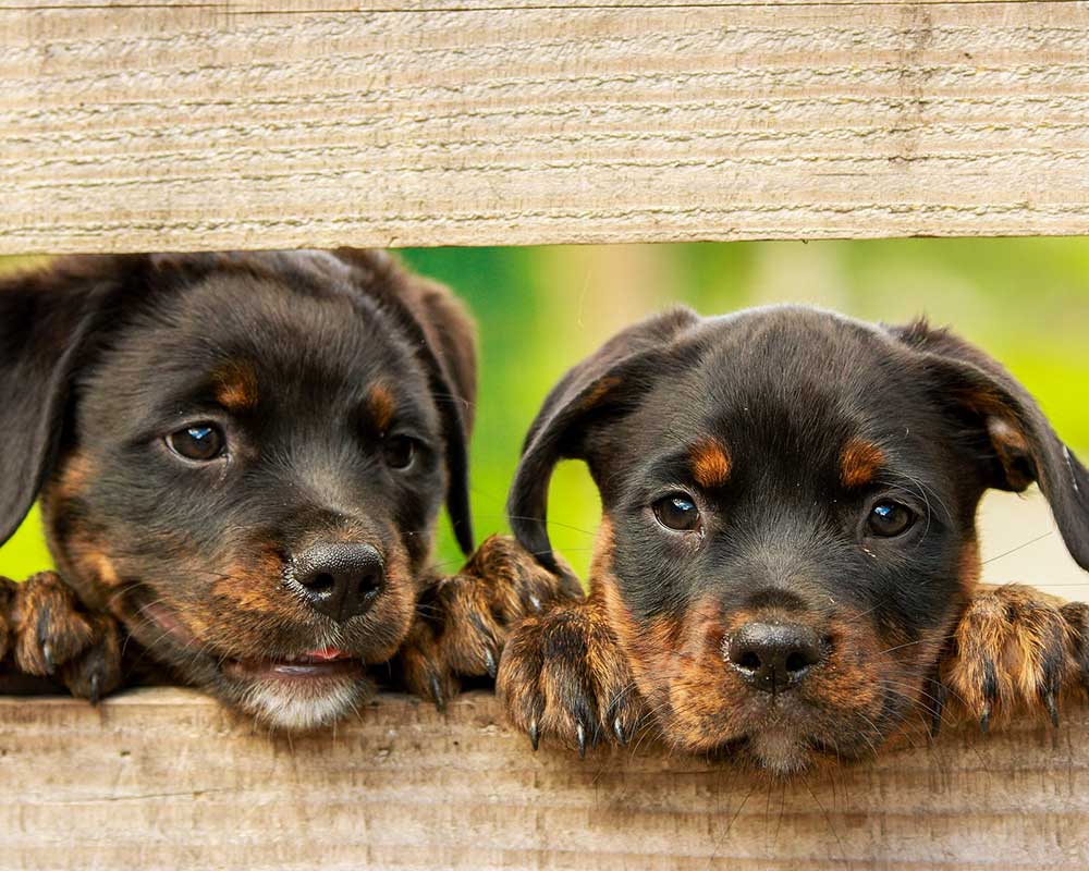 Animal Yeast Supplements